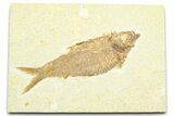 Detailed Fossil Fish (Knightia) - Wyoming #372350-1